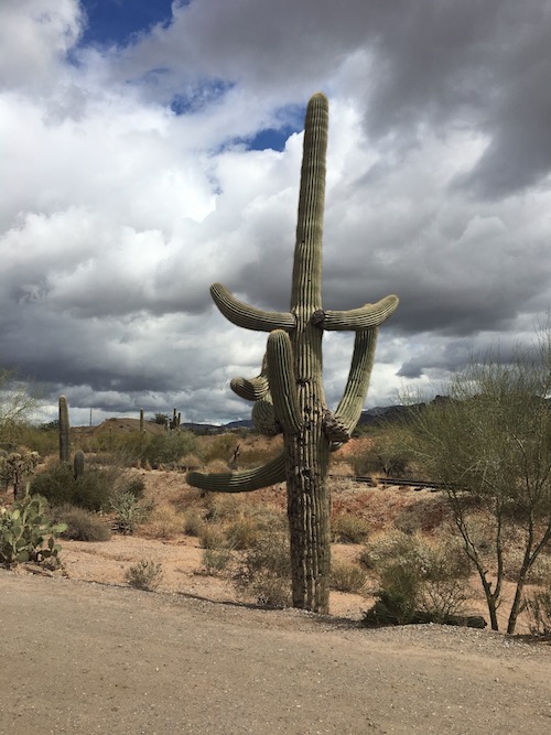 AZ Cactus w