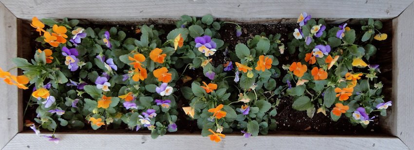 pansies
